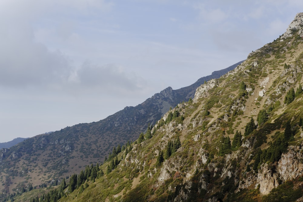 a mountain side with trees on the side of it