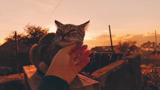 A cozy scene of a person gently petting a relaxed cat on a sunny windowsill.