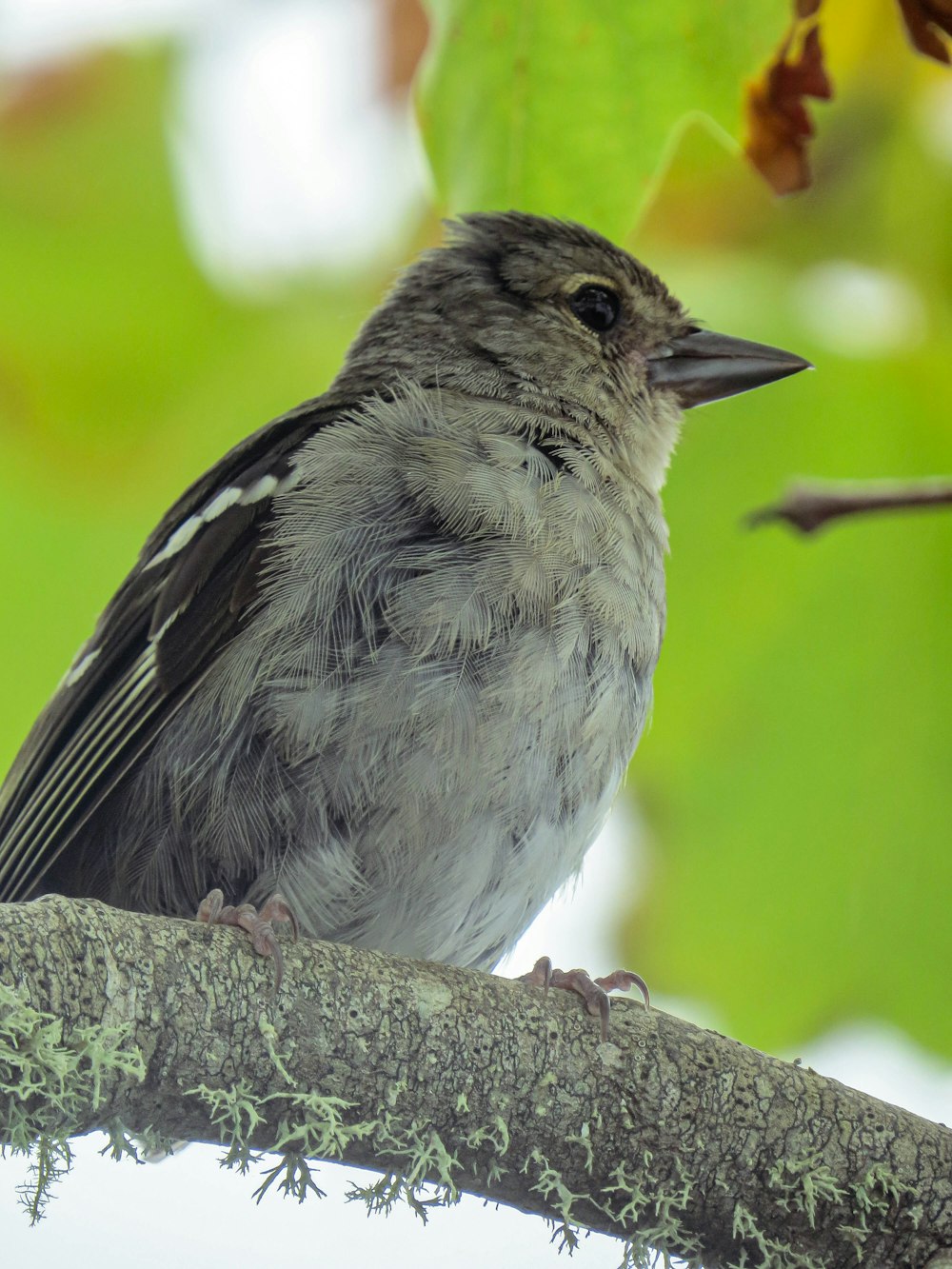 a small bird perched on a tree branch