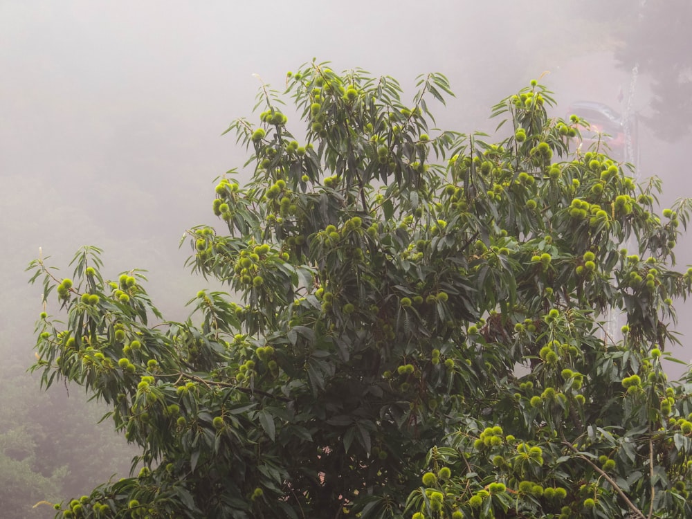 a tree with lots of green leaves in the fog