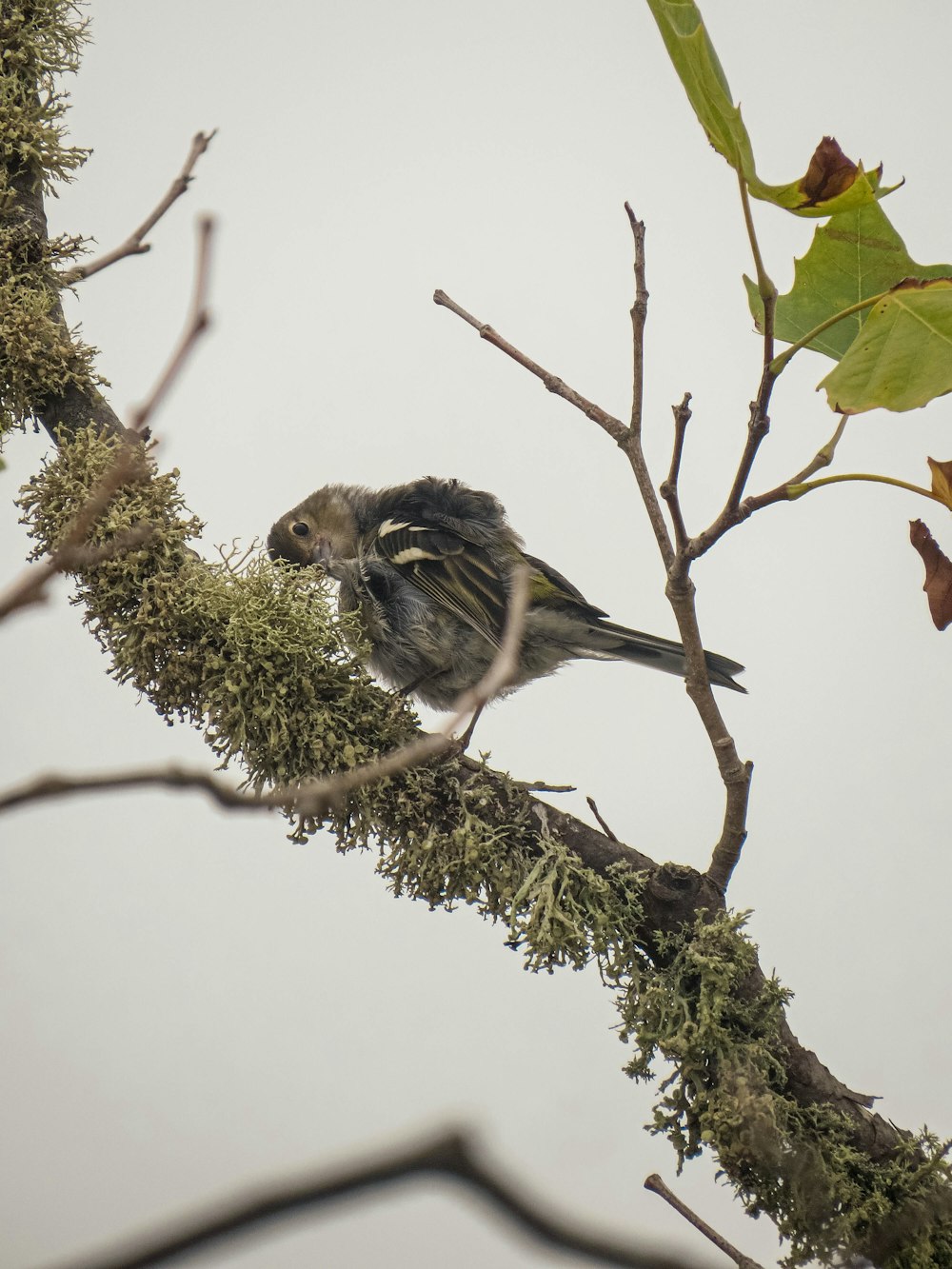 a small bird perched on top of a tree branch