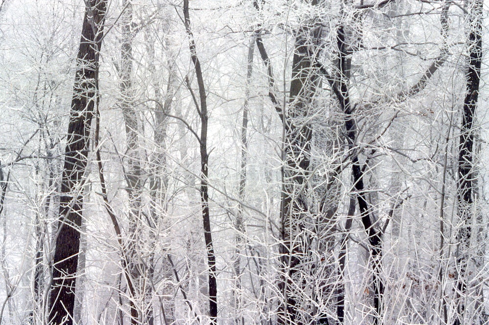 a snow covered forest filled with lots of trees