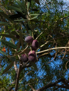 A close-up of ripe olives hanging on a lush olive tree branch in the farm.