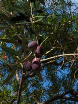 A close-up view of several ripe purple olives hanging from a tree branch, surrounded by green leaves. The background consists of more foliage against a clear blue sky, highlighting the natural setting.