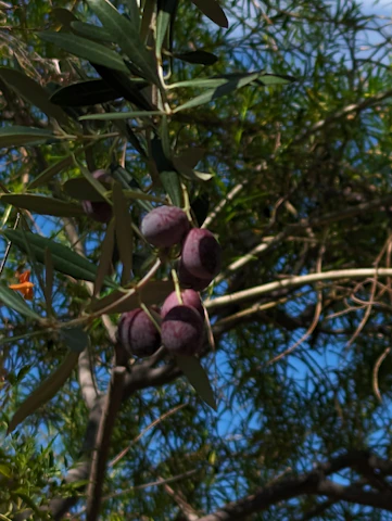 Close-up of ripe olives hanging on an olive tree branch.