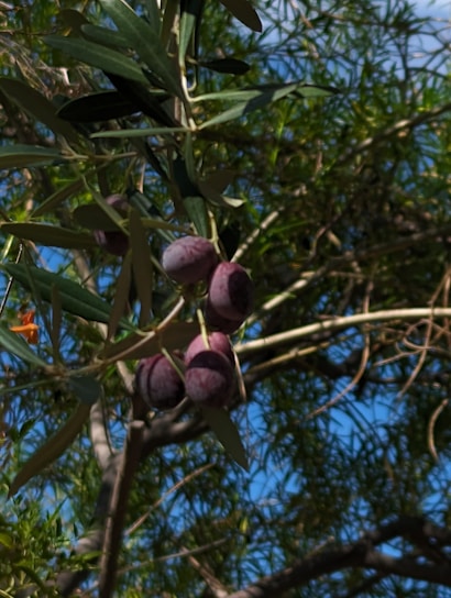 A close-up view of several ripe purple olives hanging from a tree branch, surrounded by green leaves. The background consists of more foliage against a clear blue sky, highlighting the natural setting.
