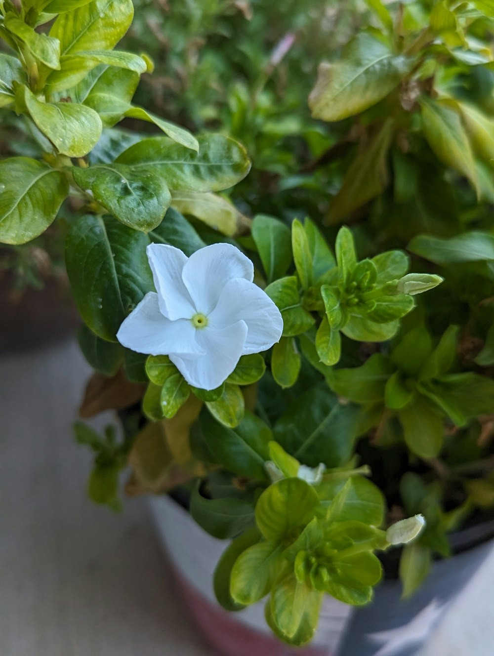 a close up of a potted plant with a white flower