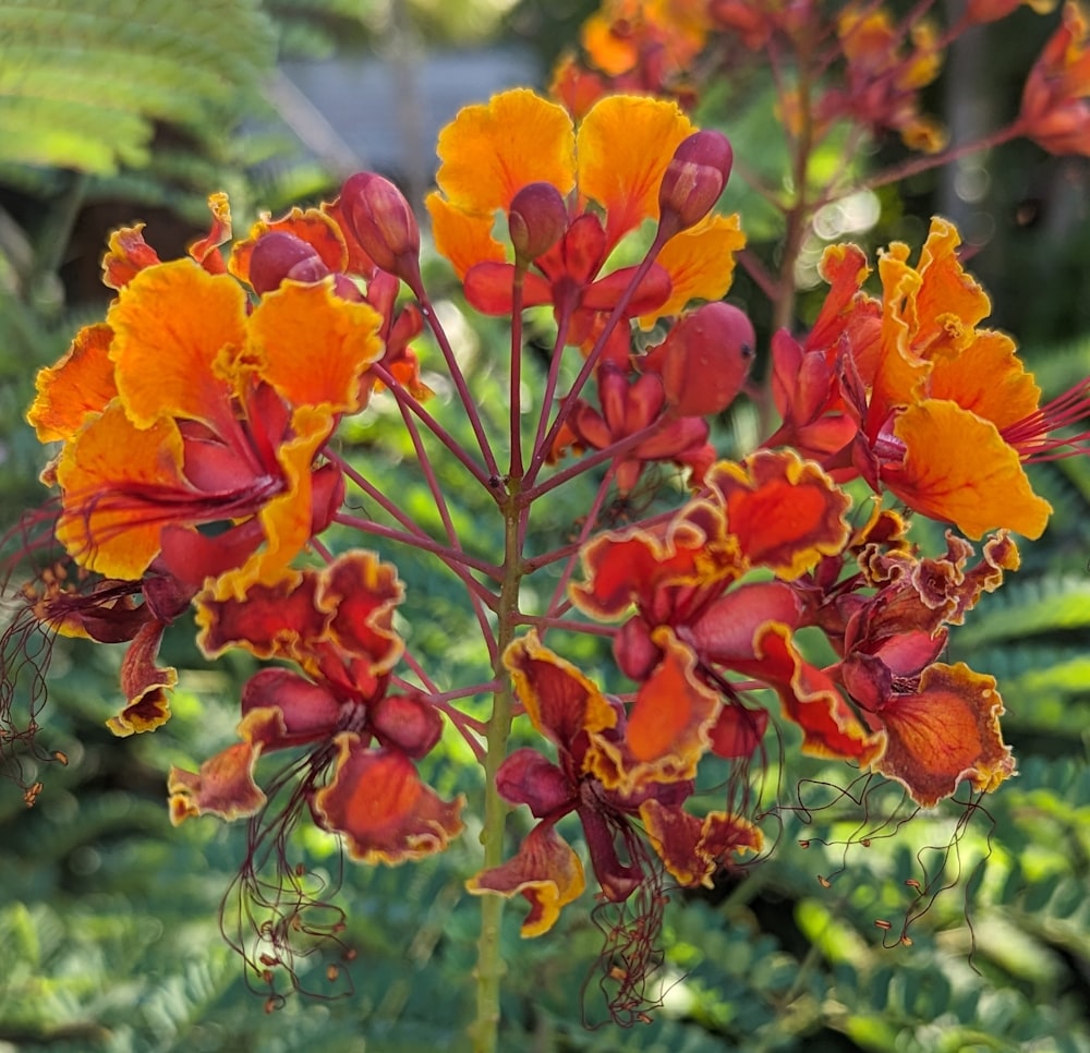 a bunch of orange and red flowers in a garden