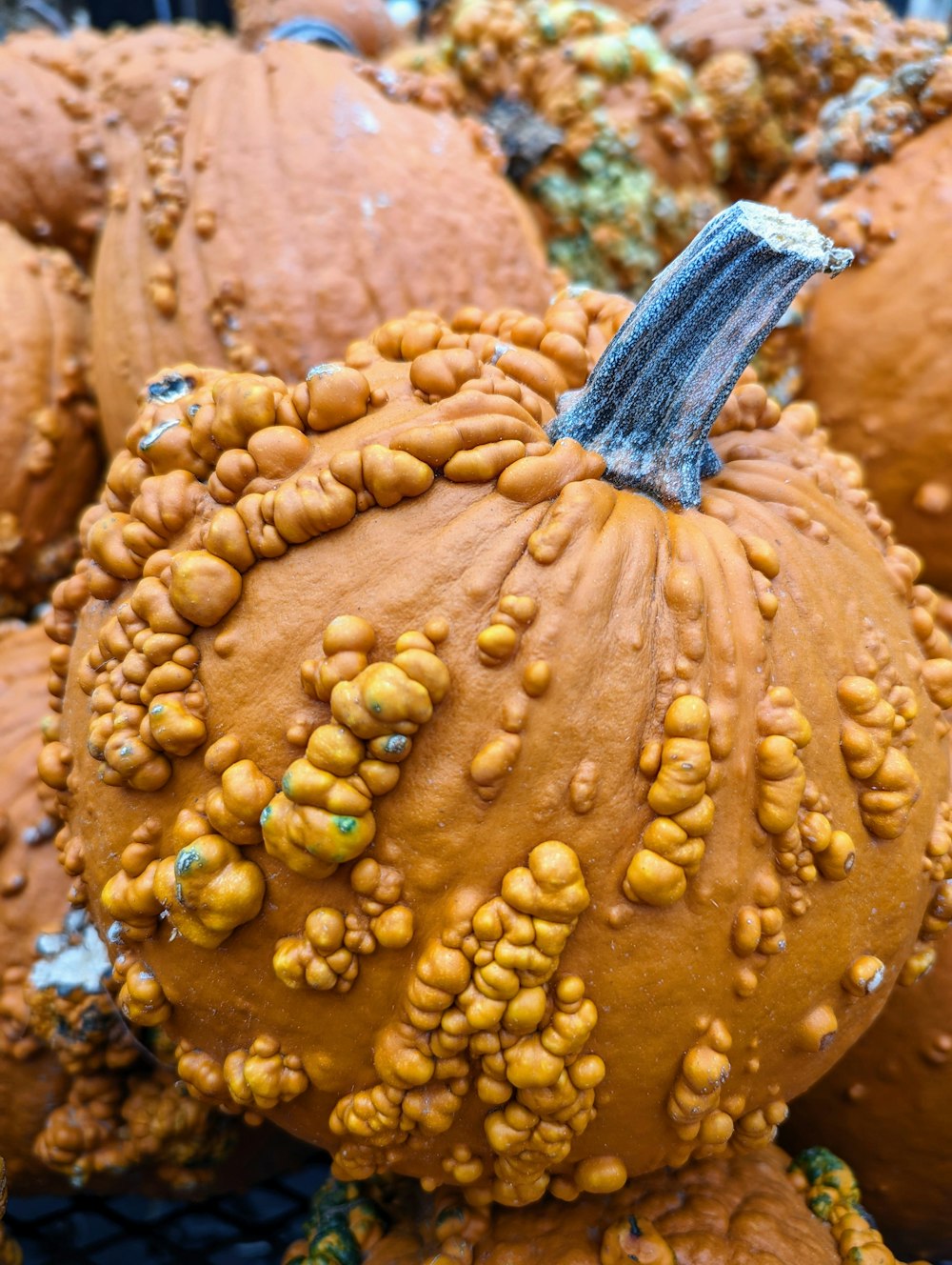 a close up of a bunch of orange pumpkins