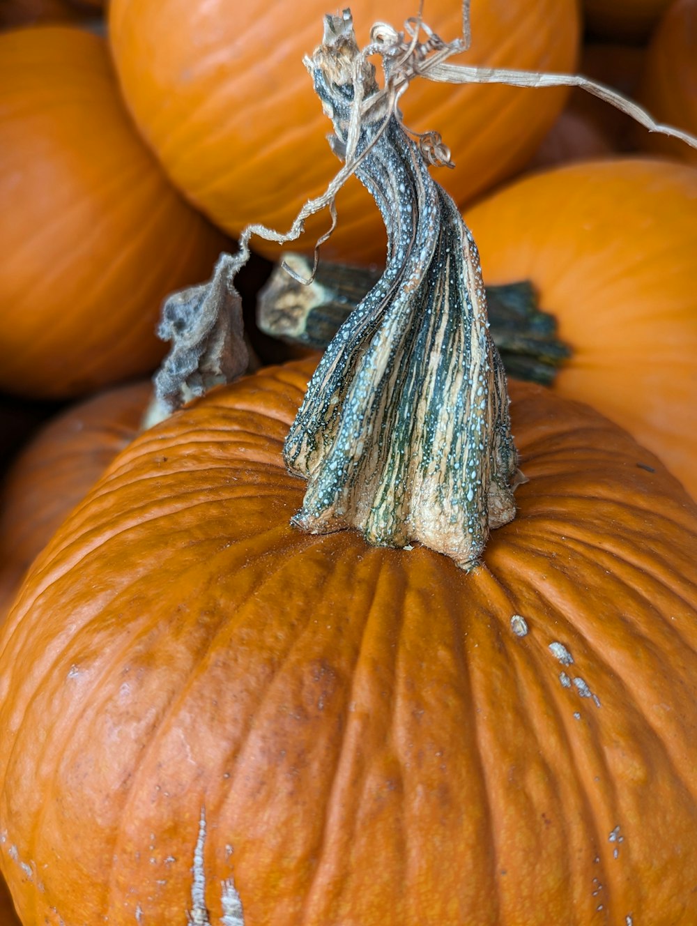 a close up of a bunch of pumpkins