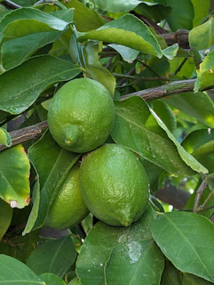 a tree filled with lots of green fruit