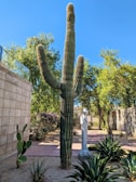 A large saguaro cactus stands prominently in a landscaped area with desert plants and a statue nearby. The background features blue sky and leafy trees, with a wall on the left side.