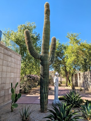 A large saguaro cactus stands prominently in a landscaped area with desert plants and a statue nearby. The background features blue sky and leafy trees, with a wall on the left side.