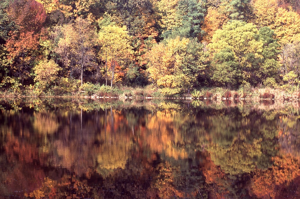 a body of water surrounded by lots of trees