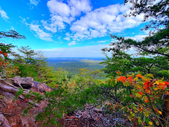 a scenic view of a valley and trees