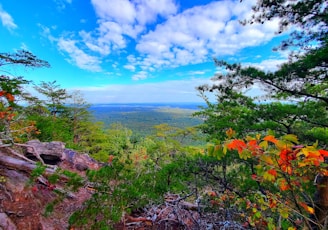 a scenic view of a valley and trees