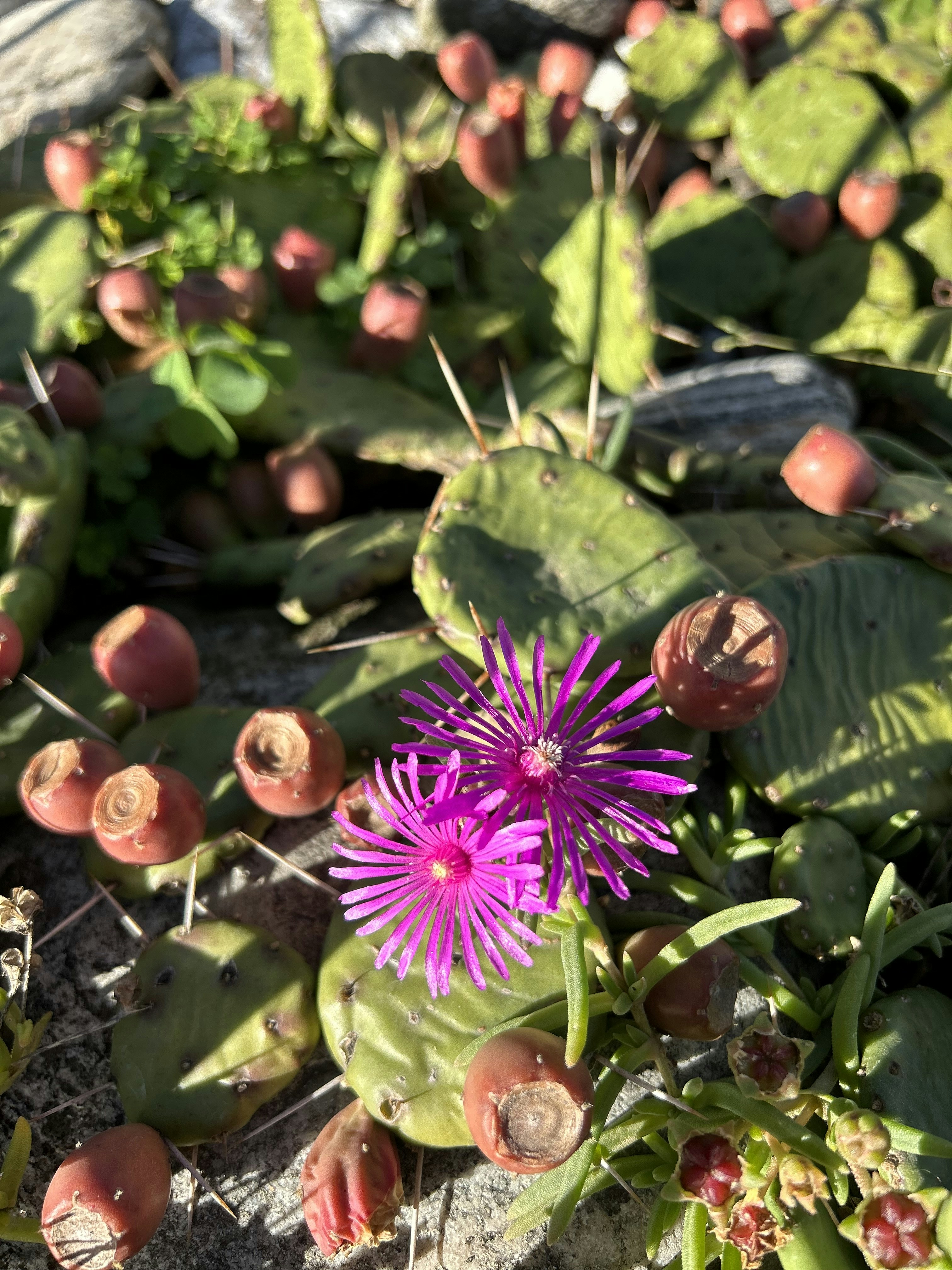 a close up of a purple flower on a plant