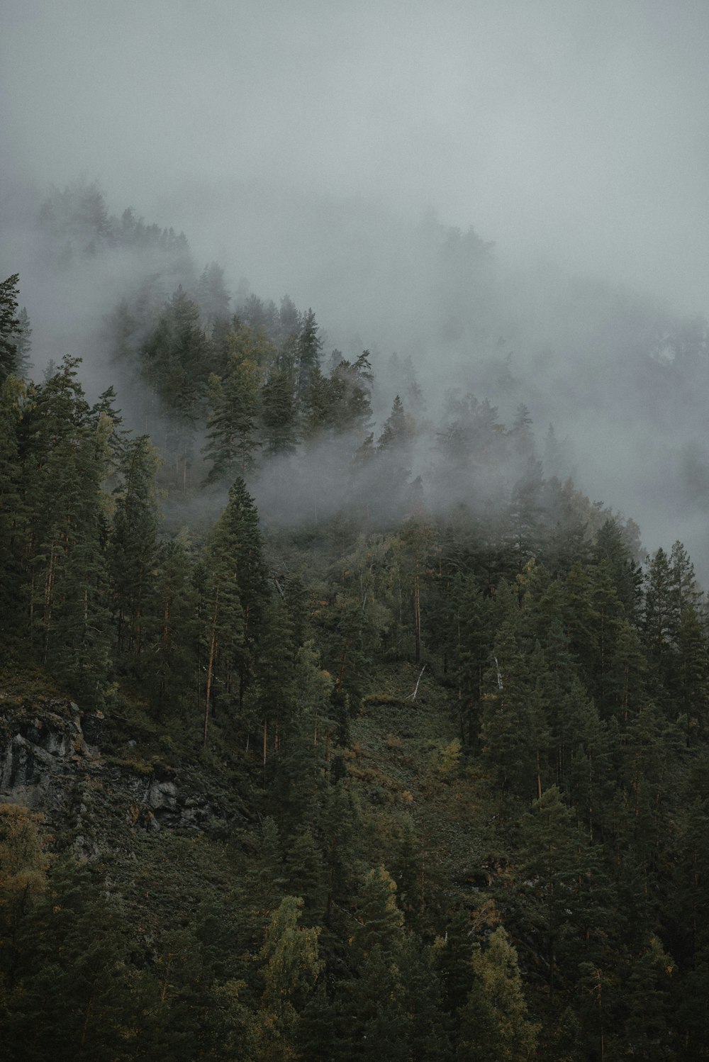 a mountain covered in fog and low lying trees