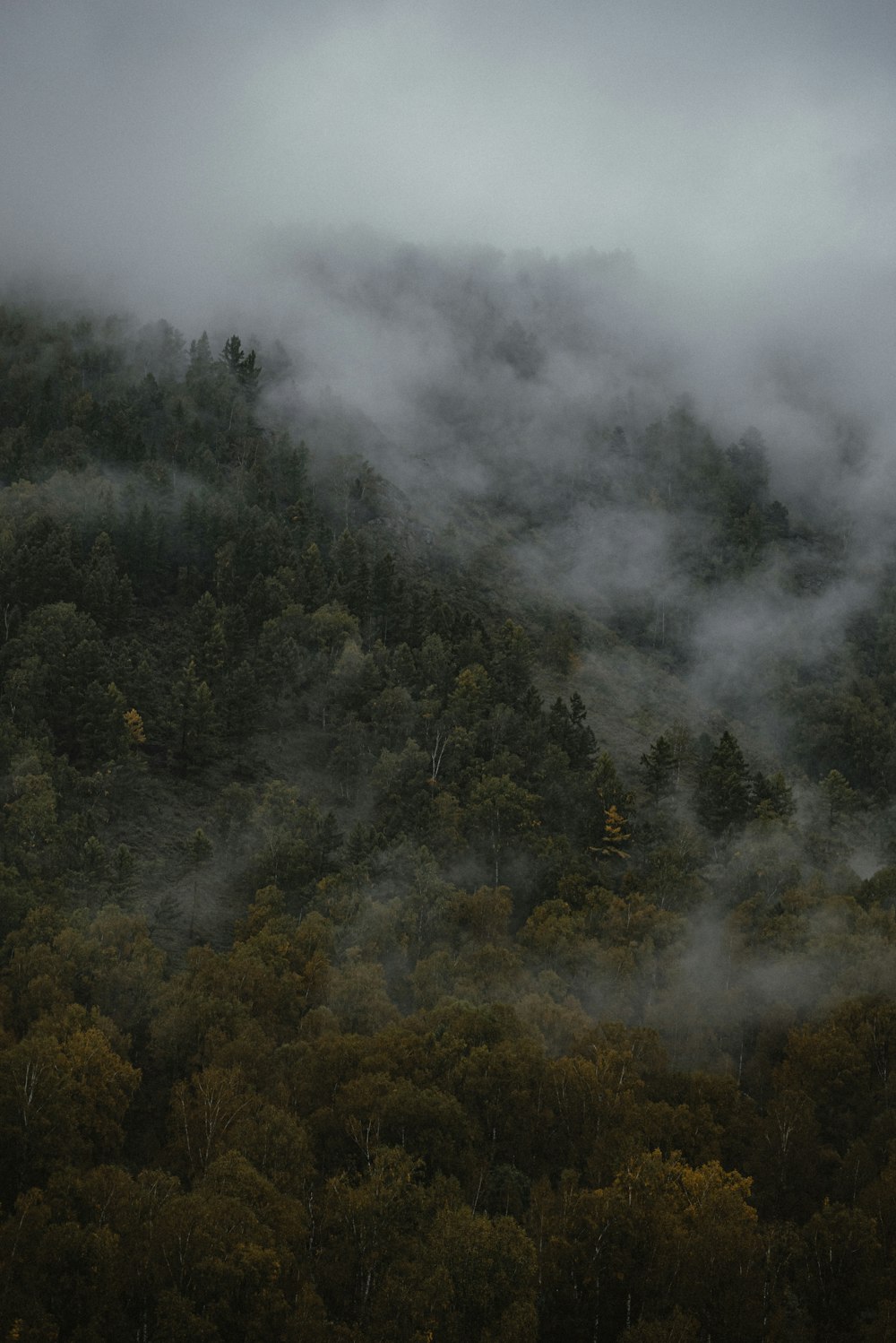 a mountain covered in fog with trees in the foreground