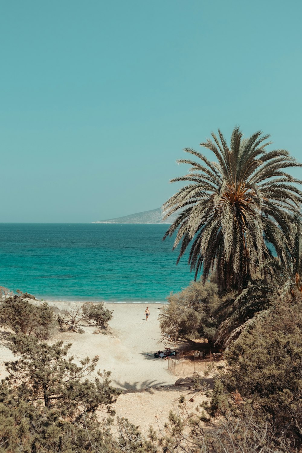 una palmera sentada en la parte superior de una playa de arena