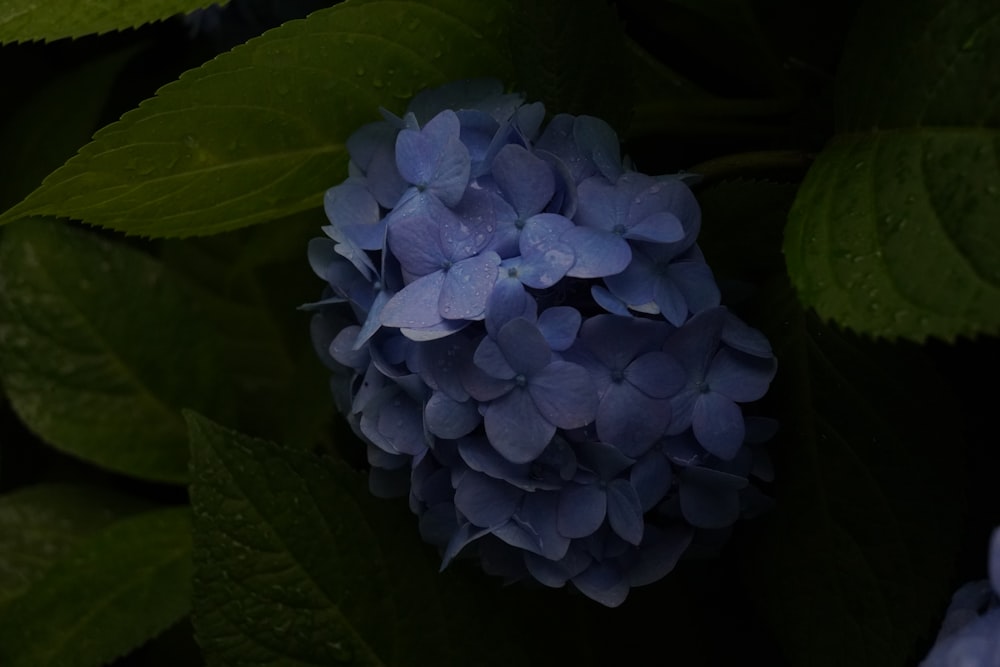 a close up of a blue flower with green leaves