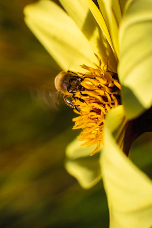 Close-up of a black bee collecting nectar from a vibrant jungle flower in Tulum.