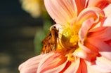A close-up of a vibrant butterfly on a blooming flower.