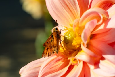 A close-up of a vibrant butterfly on a blooming flower.