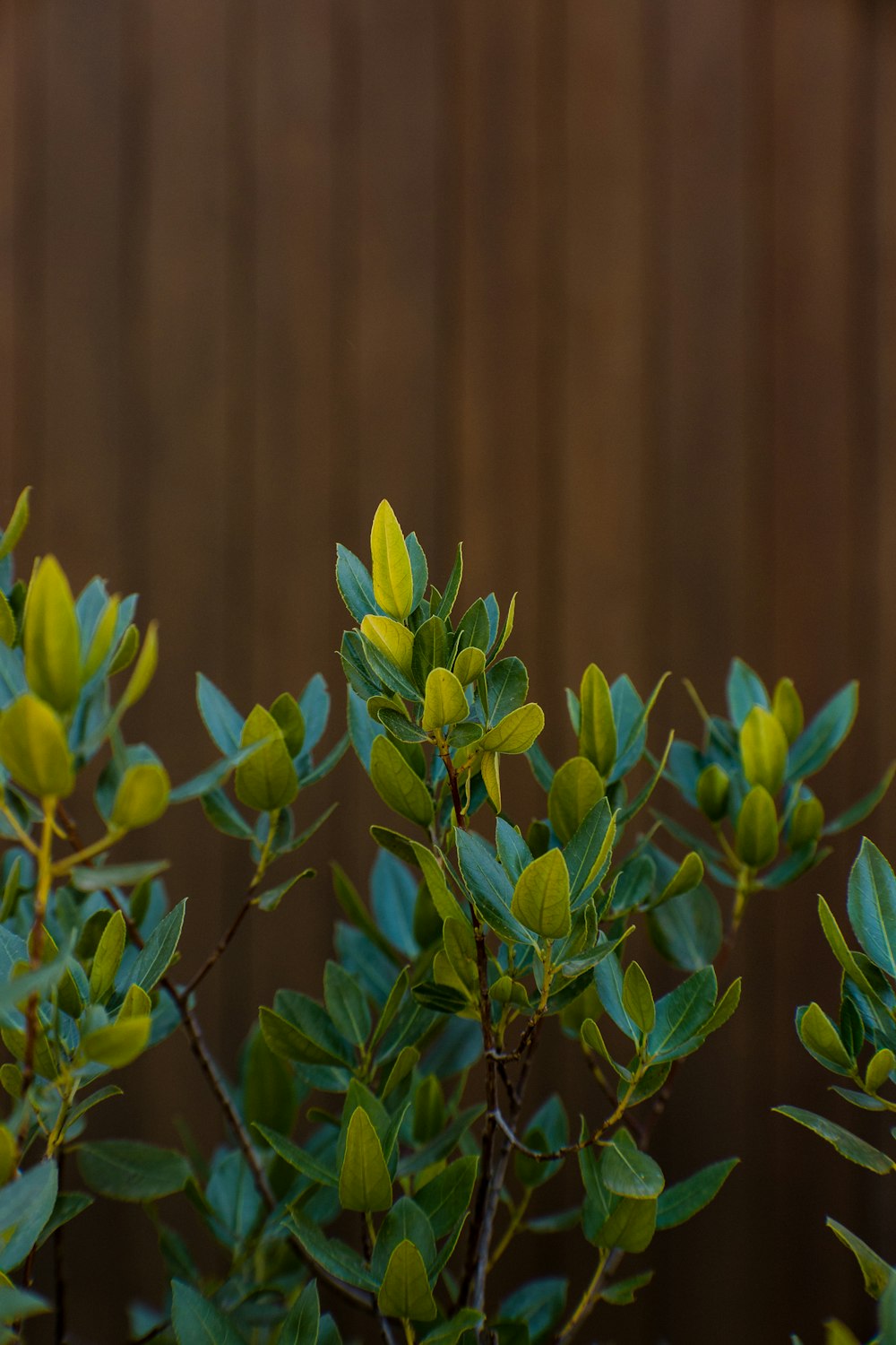 a close up of a bush with green leaves