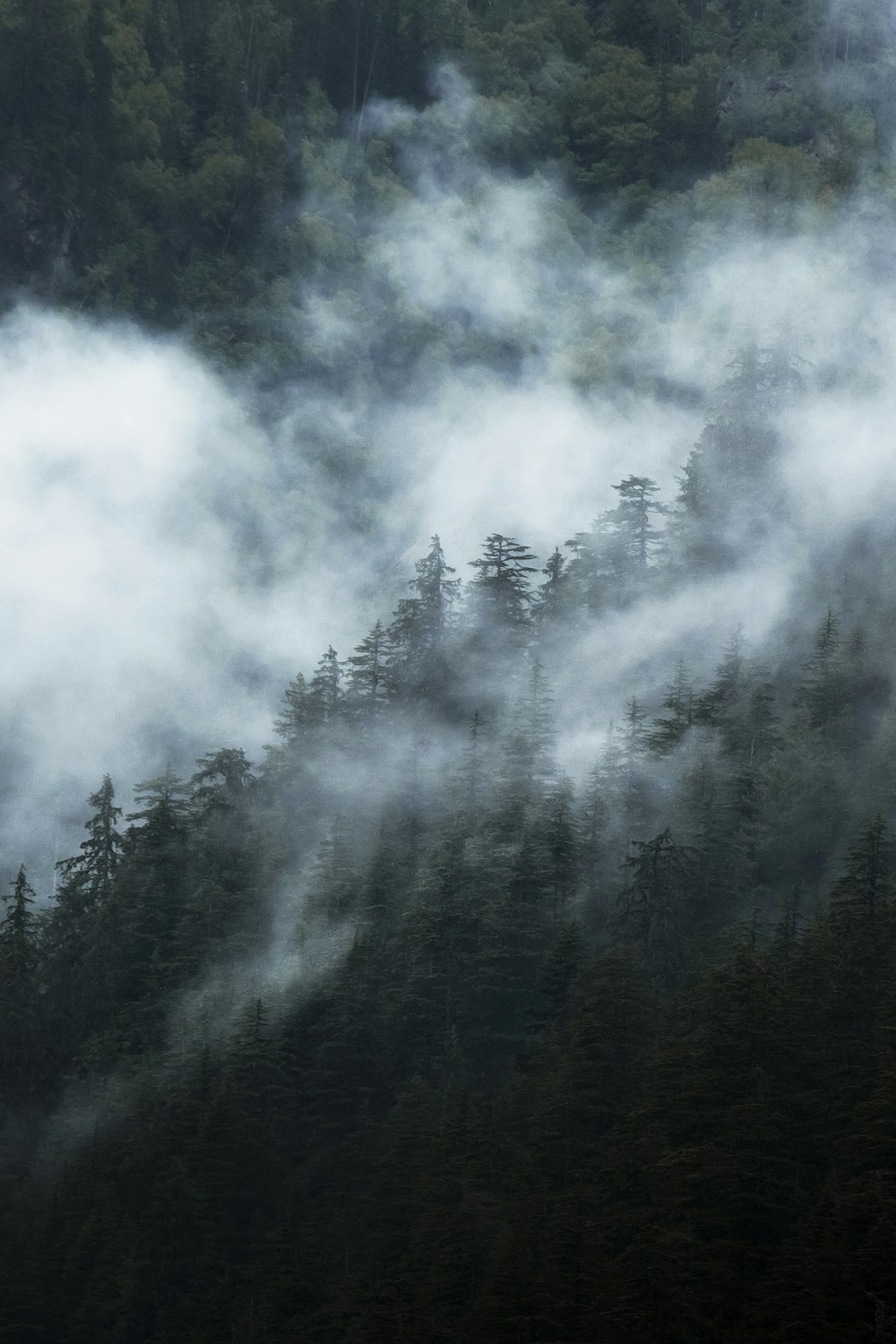 a mountain covered in fog with trees in the background