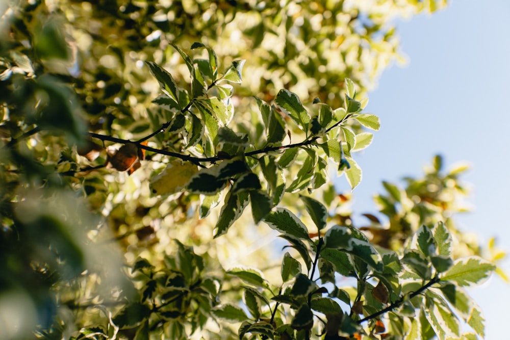 a close up of a tree branch with leaves