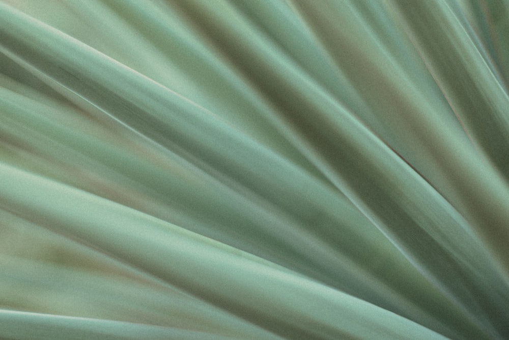 a close up view of a green plant