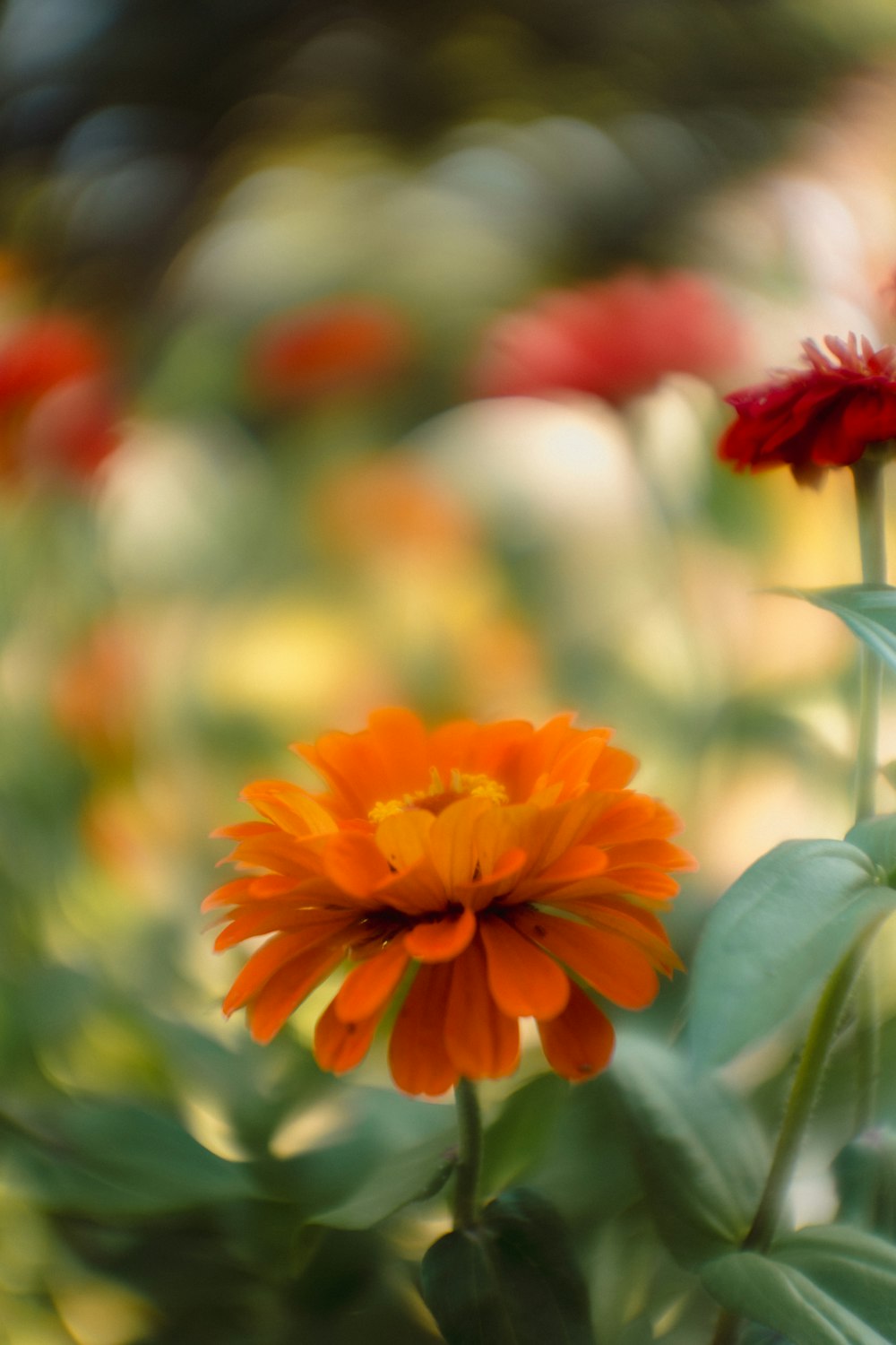 an orange and red flower in a garden