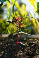 A close-up of a plant growing in rich soil.