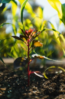 A close-up of a plant growing in rich soil.