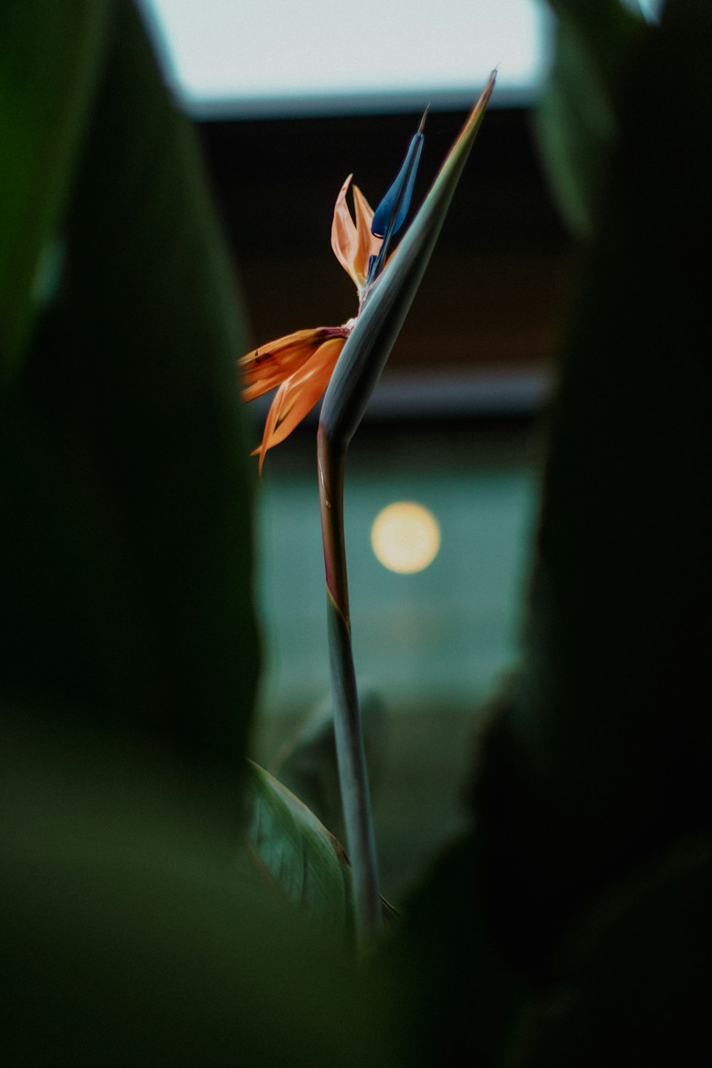 a close up of a flower with a blurry background