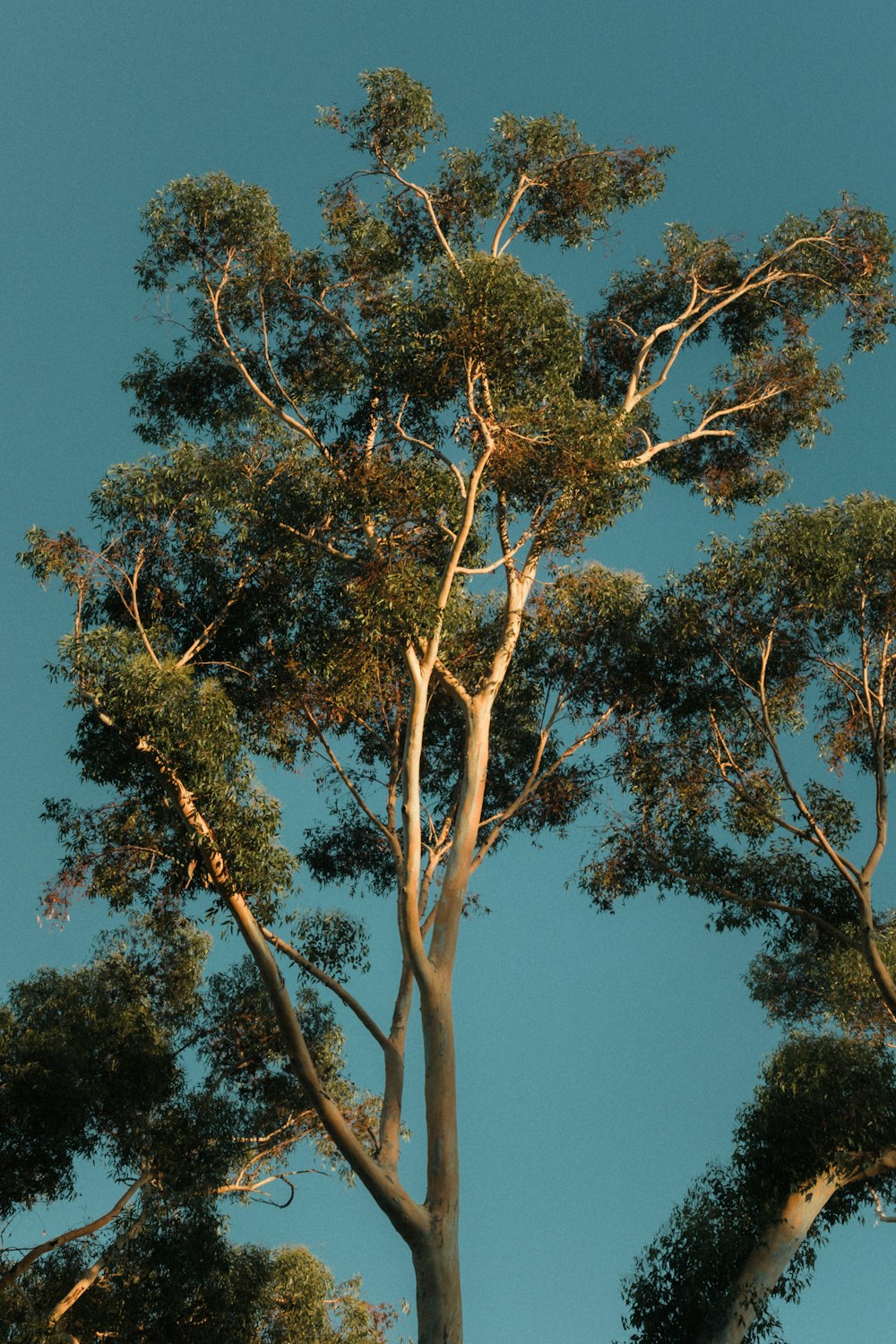 a tall tree with lots of green leaves