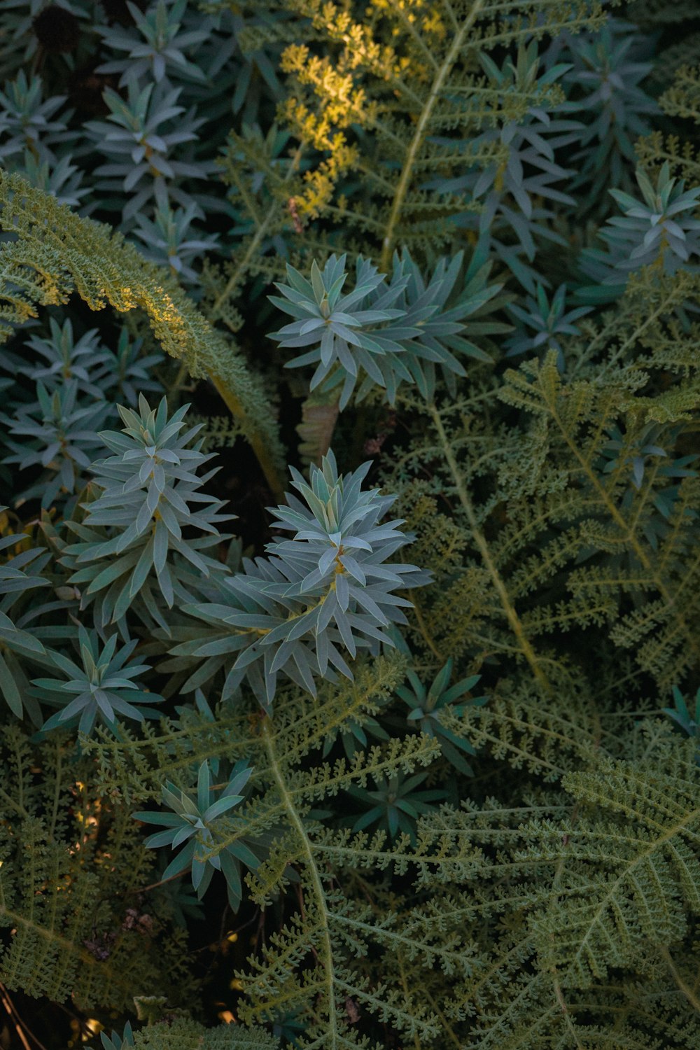 Un primer plano de una planta con hojas verdes