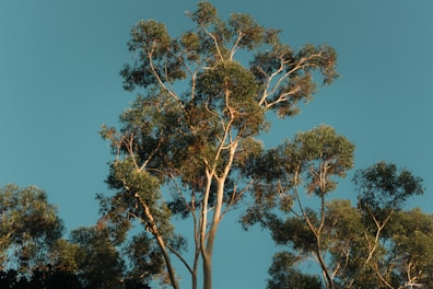 Calm nature setting with soft golden light shining through trees symbolizing inner peace.