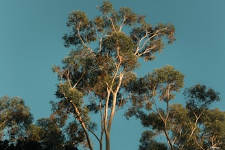 Calm nature setting with soft golden light shining through trees symbolizing inner peace.