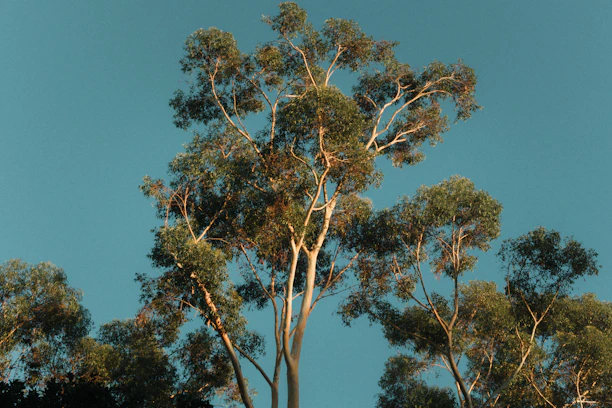 A peaceful nature scene with golden sunlight filtering through tall trees, evoking calm and clarity.