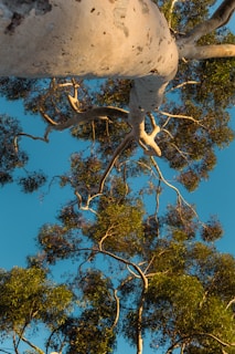 A perspective view looking up a tall eucalyptus tree with a smooth, light-colored trunk and branches reaching upwards. The tree is full of green leaves, and the sky in the background is a clear blue.