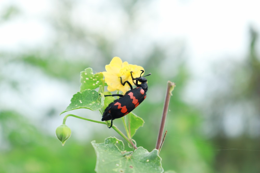 a red and black bug on a yellow flower