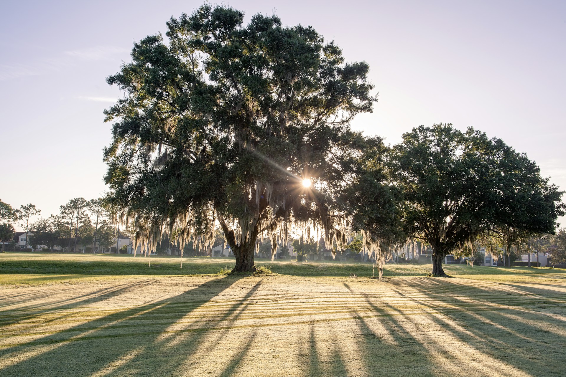 the sun is shining through the trees in the park