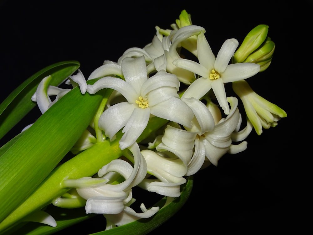 a bunch of white flowers with green stems