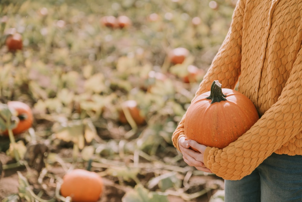 a person holding a pumpkin in a field of pumpkins