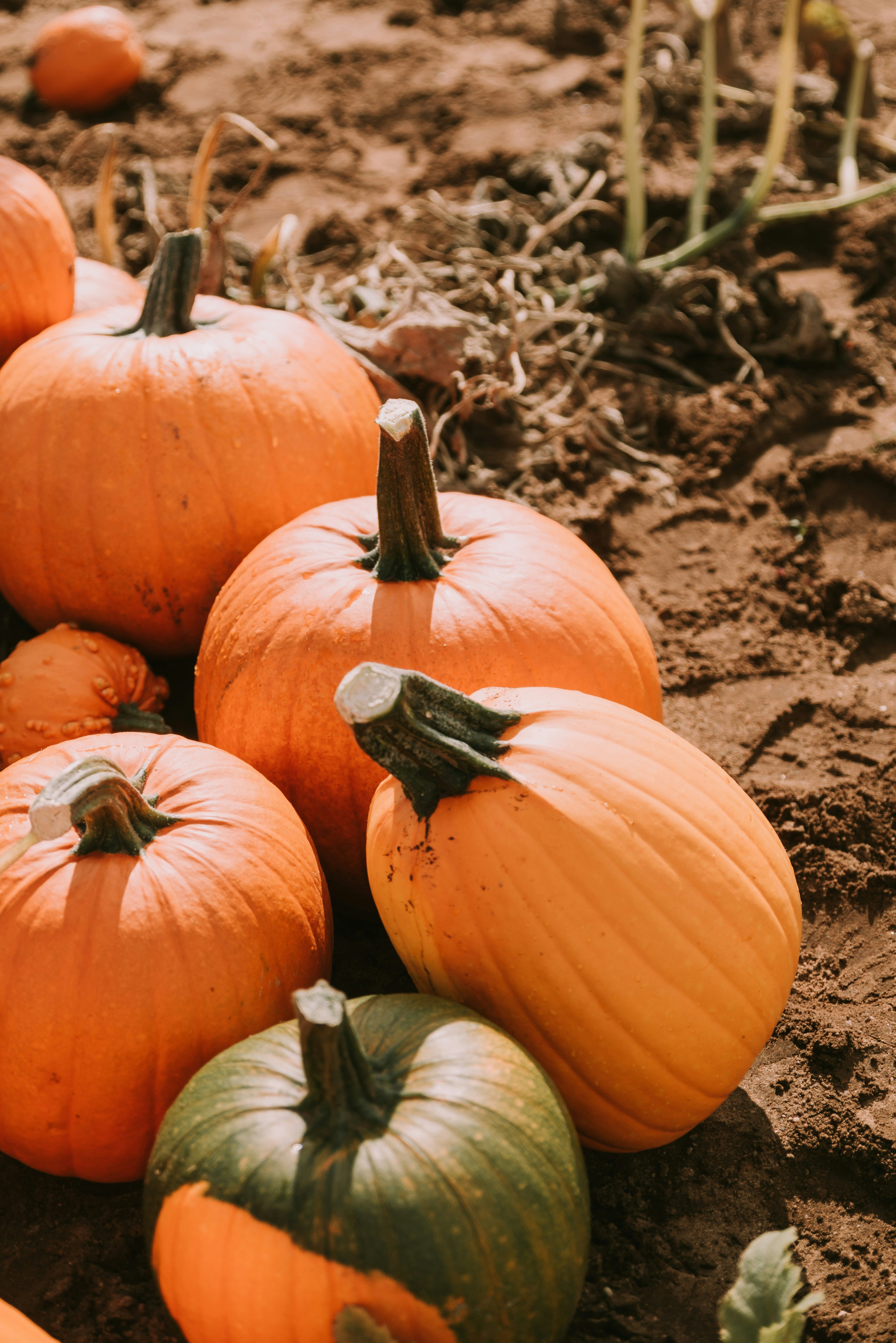 Photo by anitaaustvika