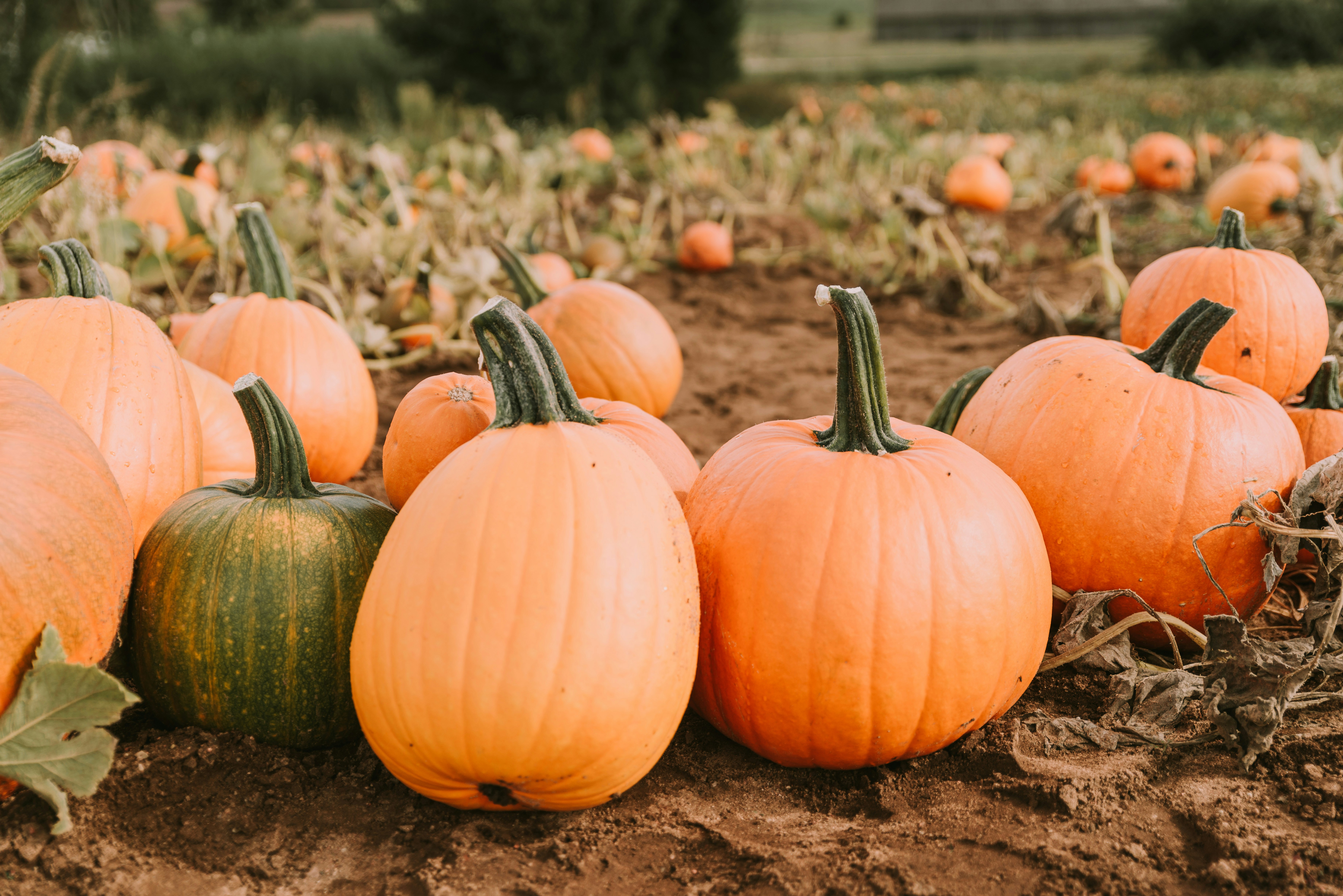 Photo by anitaaustvika