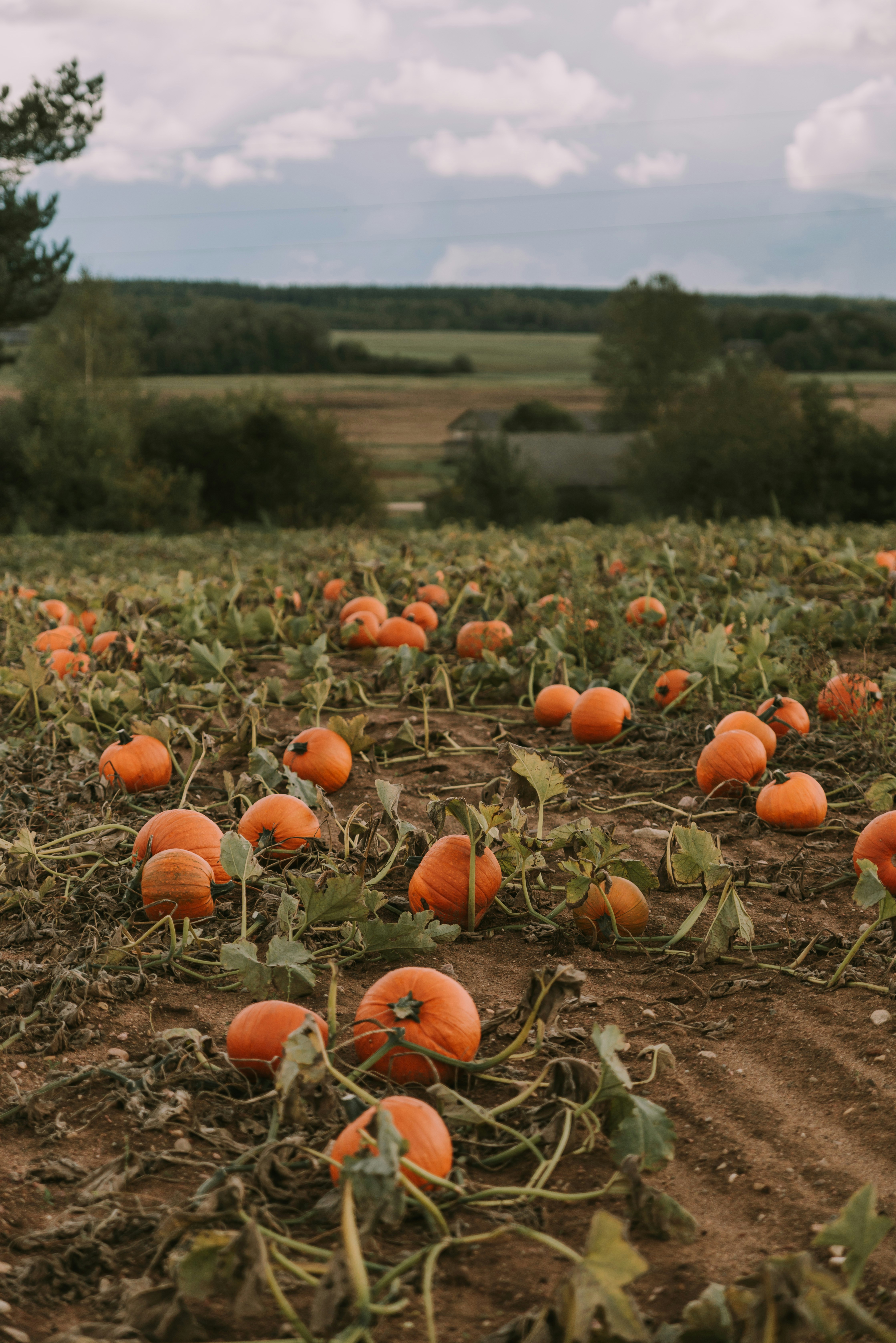 Photo by anitaaustvika