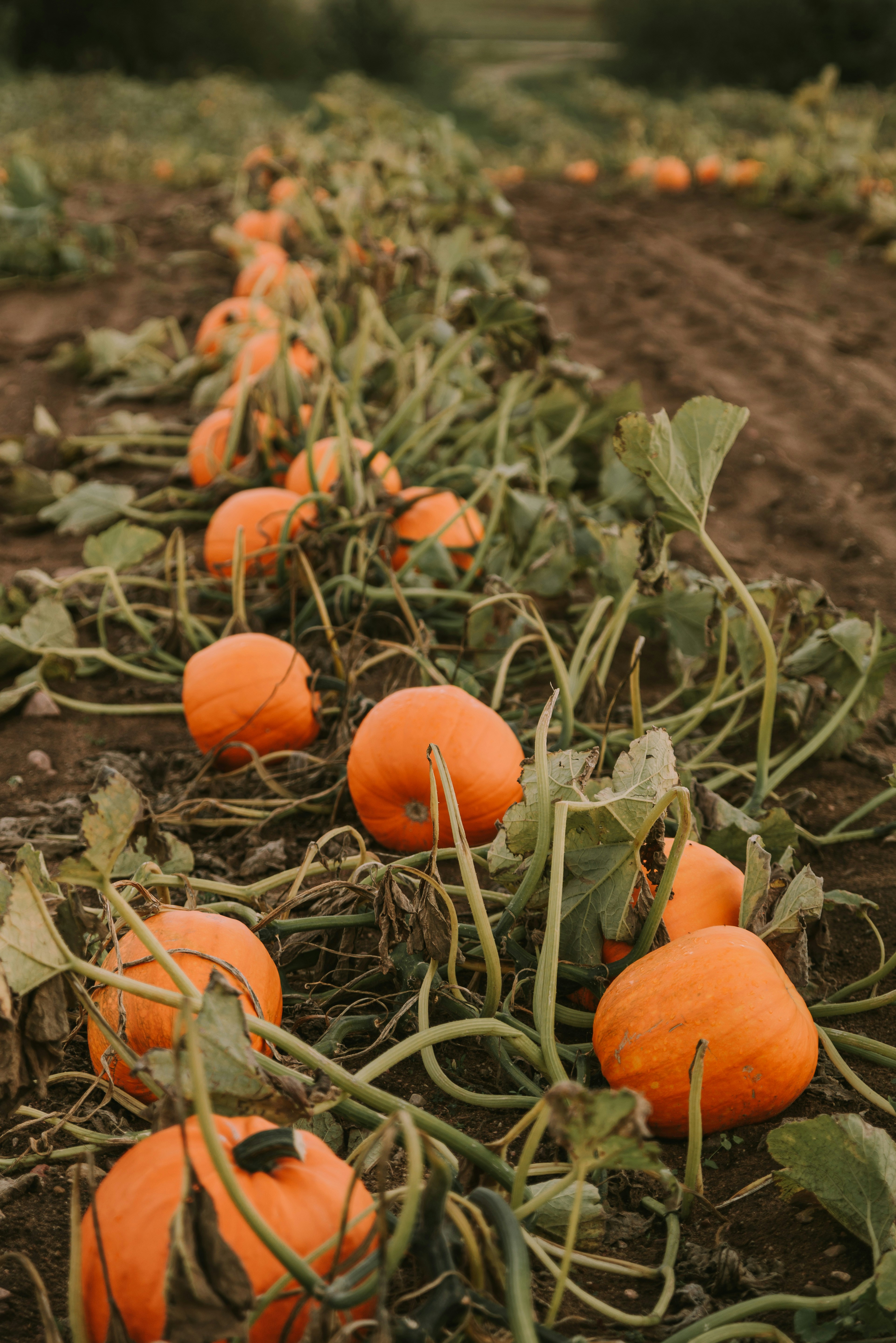 Photo by anitaaustvika